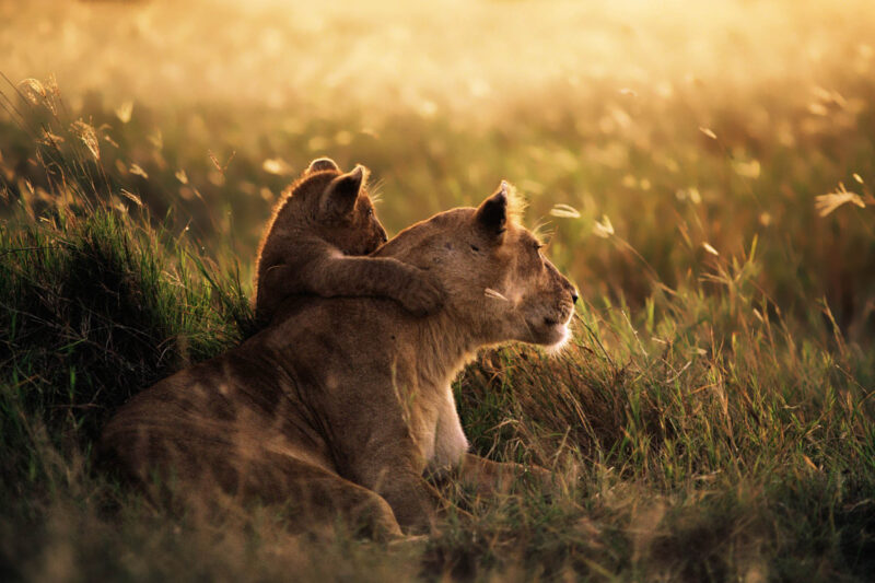 Ultimate 3-Day Safari Itinerary for Mikumi National Park
