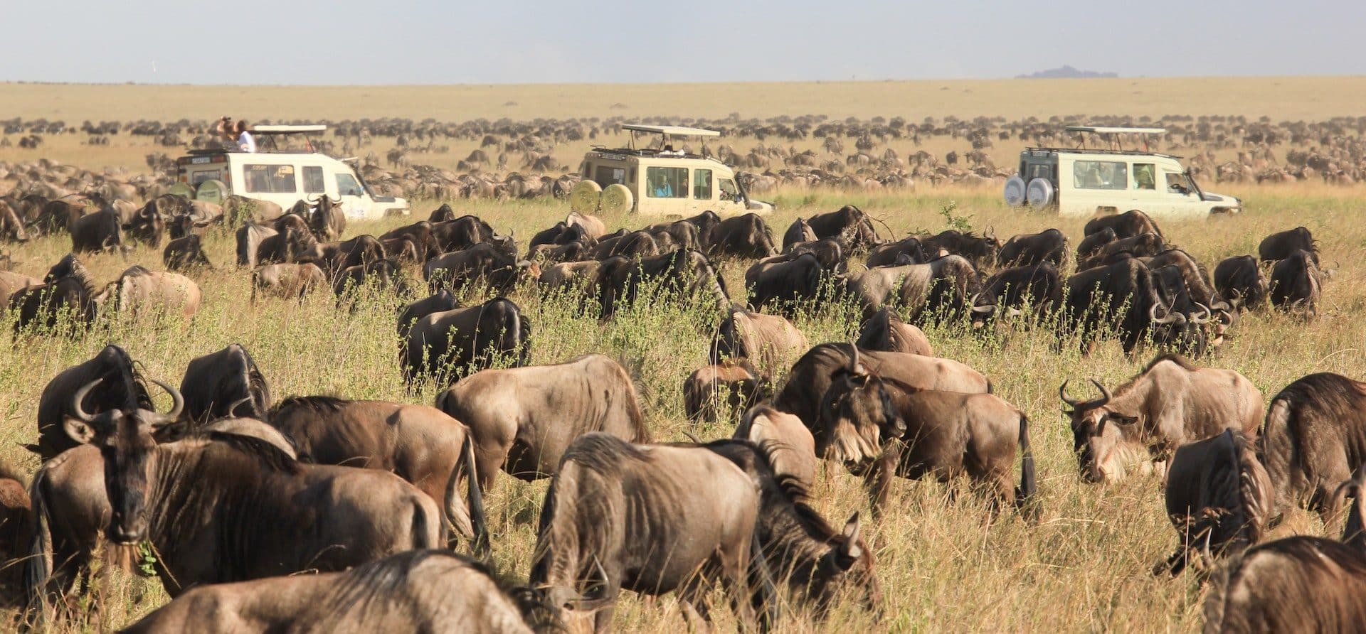 Great Migrations