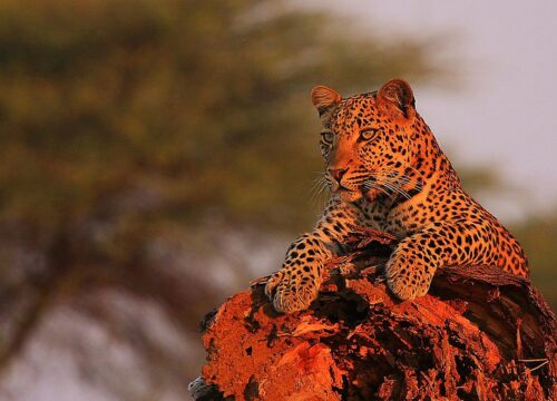ruaha safari