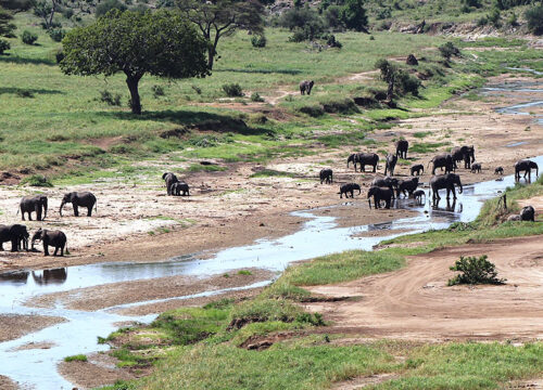 TARANGILE SAFARI