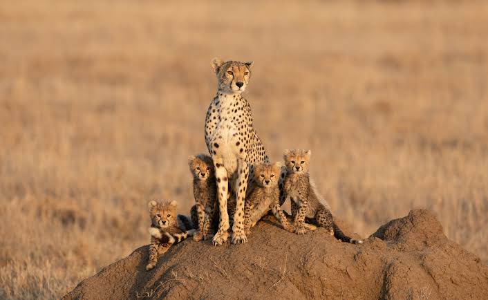 safari serengeti ruaha