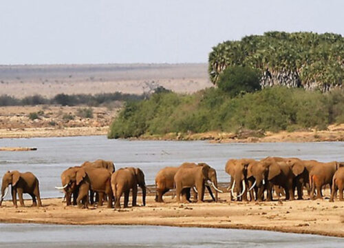 🦓 Best Time to Visit Tanzania for Safari – Month-by-Month Guide