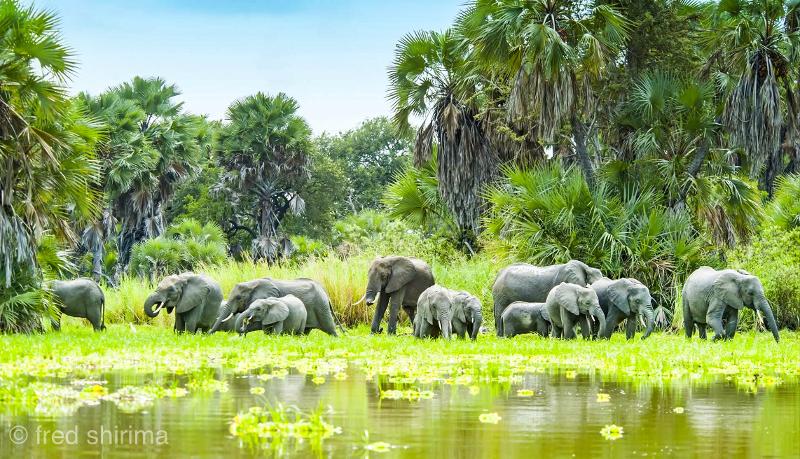 🦁 How to Plan a Tanzania Safari – Step-by-Step Guide for First-Time Travelers