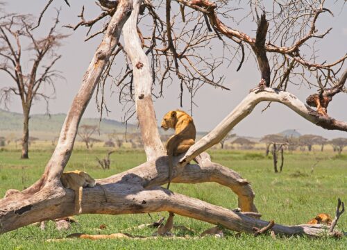 4-Day Mikumi Safari & Udzungwa Mountains Hike from Dar es Salaam