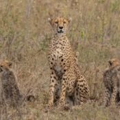 Safari Planing