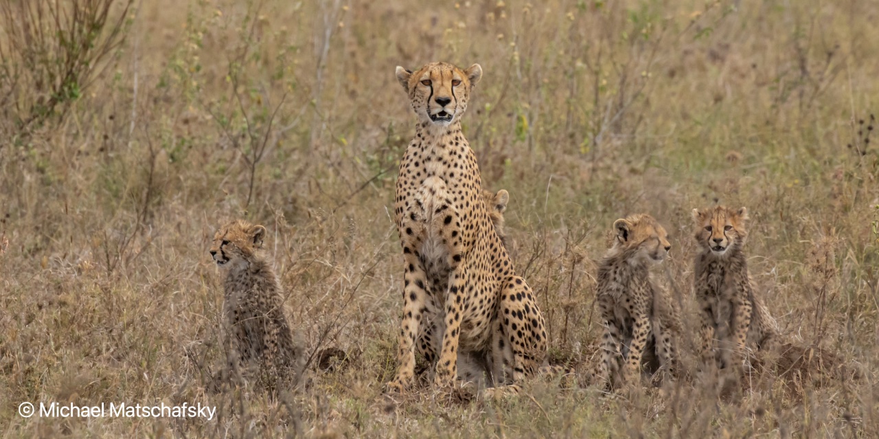 Safari Planing